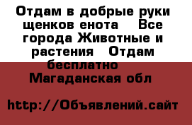 Отдам в добрые руки щенков енота. - Все города Животные и растения » Отдам бесплатно   . Магаданская обл.